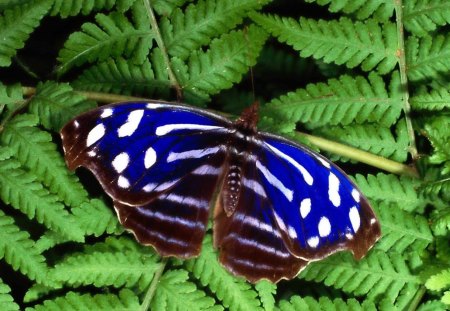 Butterfly - nature, butterfly, plants, animals