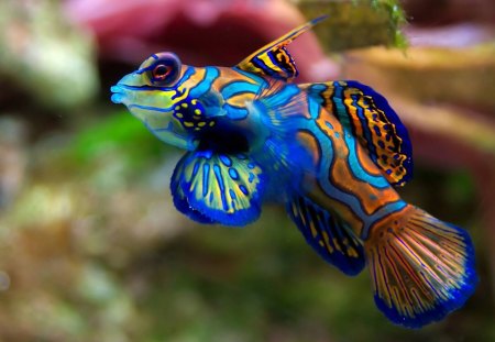 Fish - colorful, animal, water, nature, fish