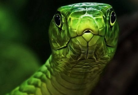 snake - nature, reptile, beautiful, snake