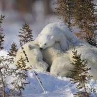 polar bear family