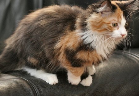 Cat jumping - calico, animal, kitten, pet, cat