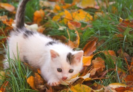 Cat in the grass - nature, cat, animal, pet, grass, kitten