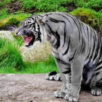 white tiger