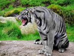 white tiger