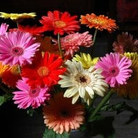 Multi Color Gerbera