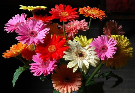 Multi Color Gerbera - picture, multi color, gerbera, beautiful