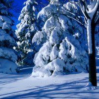 SNOW TREES