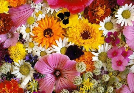 Multi Color Flowers - flowers, picture, multi color, beautiful