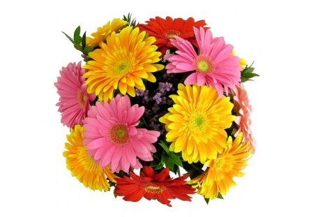 Gerbera Flowers - flowers, picture, beautiful, multi color, gerbera