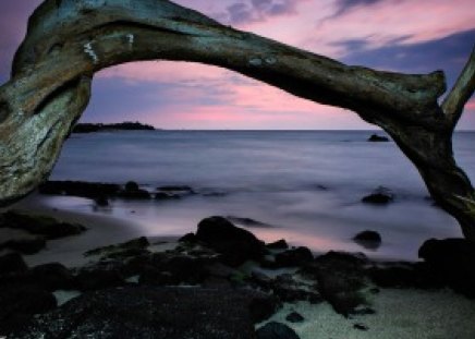 Twilight - beach, twilight, ocean, tree, rocks, sky