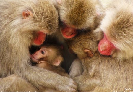 Being loved - love, sweet, primates, monkey, cute