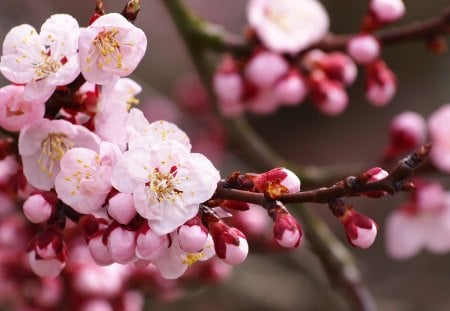 Cherry Blossom - branches, blossom, cherry, buds, spring, petals, pink, flowers, white, nature