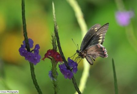 Butterfly on the Flowers - insects, butterflies, animals, flowers, nature