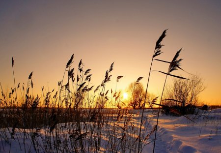 Winter Sunset - sky, footpath, willow, sunset, nature, snow