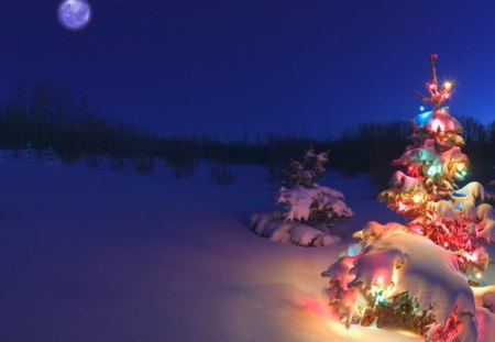 Christmas Night - christmas night, christmas eve, colorful christmas, christmas tree at night