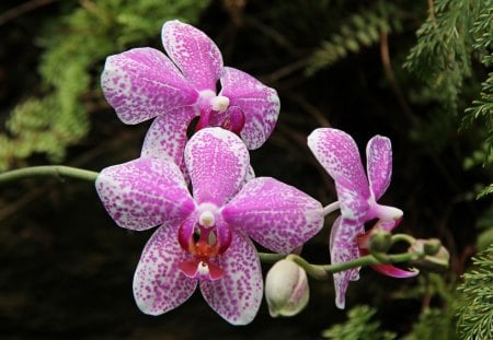 very nice orchid - hd orchid, hd wallpaper, orchid, nice orchid