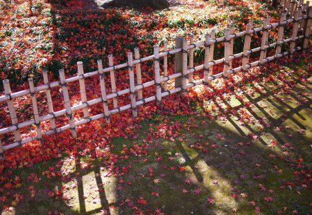 Fallen leaves - red leaf, leaf, hd wallpaper, fallen leaves