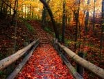 autumn leaves covered park lane