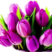 PURPLE TULIPS