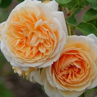 beauty of rose