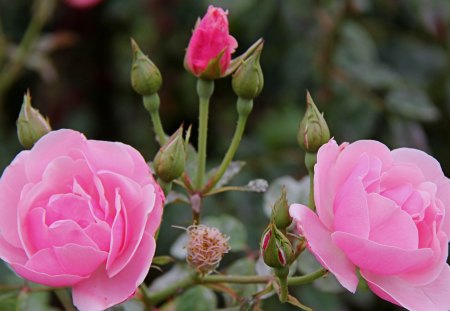 just 2 rose - pink rose, two rose, hd rose, rose