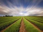 field of lavenders under a gorgeous sku