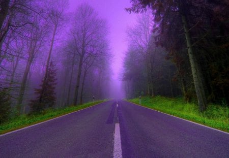 road through the forest in a lilac eve - trees, lilac color, road, dusk, grass