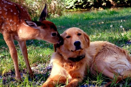 I CARE FOR YOU! - care, deer, dog, friends, love