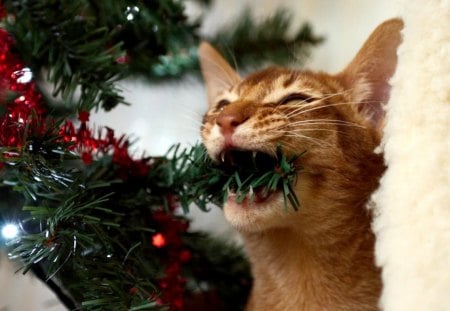 HELPING HAND - chewing, new year, fur, cat, tree, clover, garland