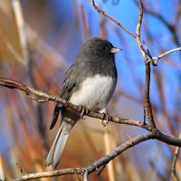 Grey Bird
