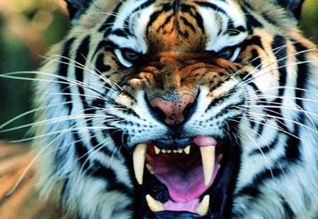 Tiger - teeth, cat, wild, jungle, animal, tiger