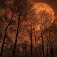 bronze moon over a forest