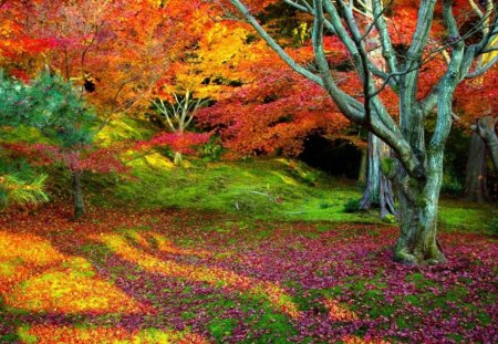 autumn colors in a corner of a park - leaves, trees, colors, autumn, grass