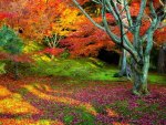 autumn colors in a corner of a park