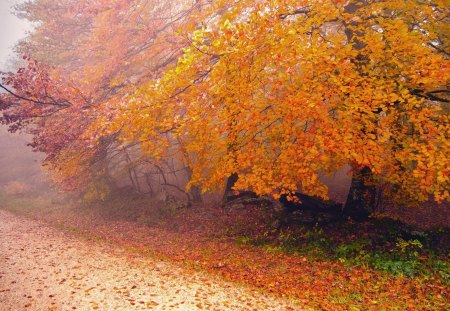 misty road by an autumn forest - forest, road, mist, autumn