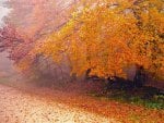 misty road by an autumn forest