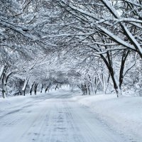 Snow trees