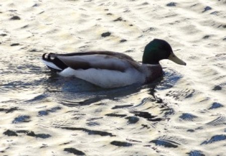 Duck Swimming - duck, water, swimming, duck swimming, swim