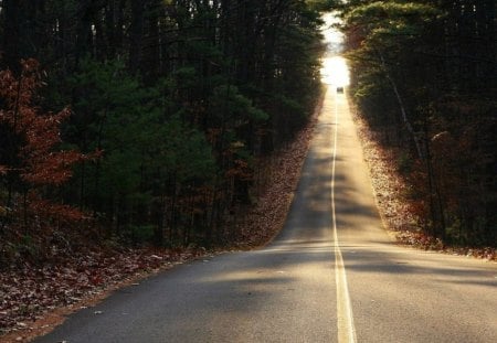 Forest Road - lake, trees, forest, way, leaves, cars, road, path