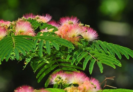 Mimosa - flowers, colorful, mimosa, nature, pink