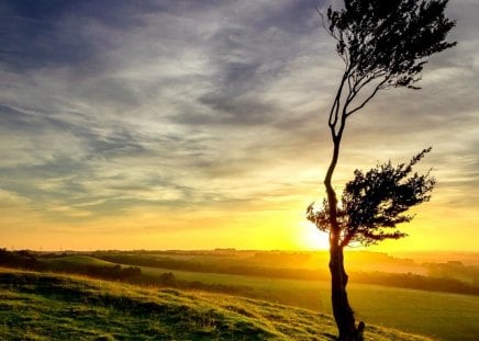 sunrise - field, sky, tree, sunrise