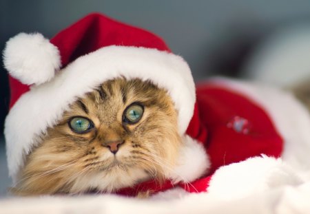 Cute christmas cat