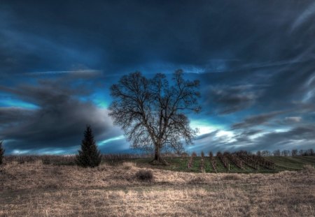 field - field, sky, tree, clouds