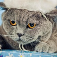 British Shorthair in Santa's hat