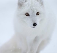 Polar Fox