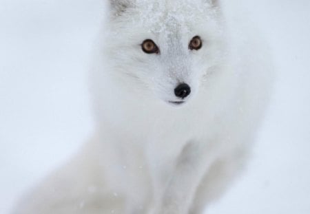 Polar Fox - white, polar, snow, fox