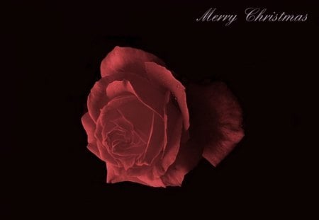 CHRISTMAS ROSE - christmas, rose, flower, red