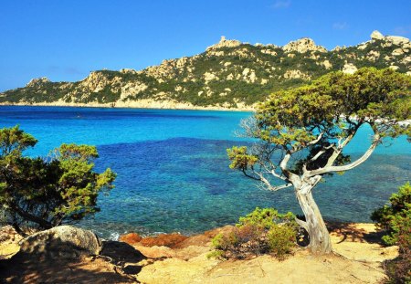 Take In The View - corsica, beautiful, tree, ocean, nature