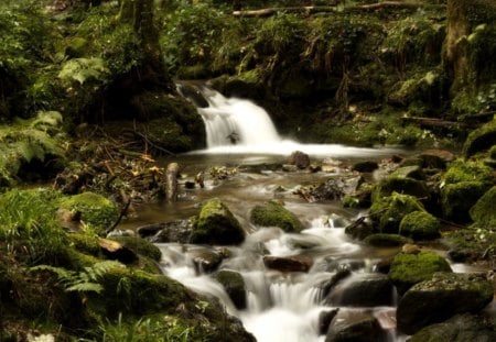 Forest Fall - nature, forest, waterfall, rocks