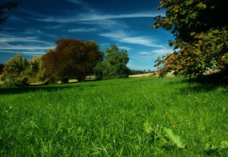 Autumn Dawn - field, dawn, autumn, grass